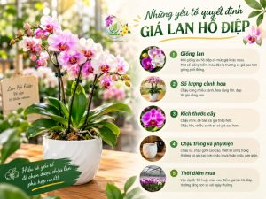 Những yếu tố quyết định giá lan hồ điệp
