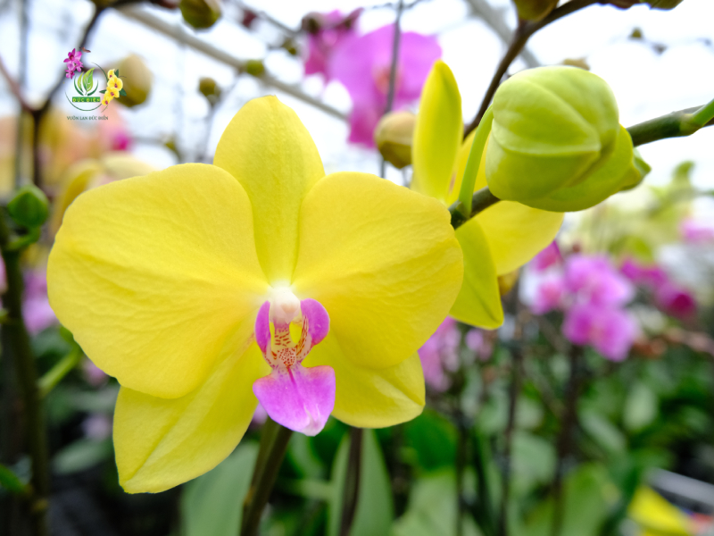 Chọn lan theo không gian thay vì chỉ chọn theo sở thích