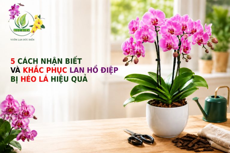 5 CÁCH NHẬN BIẾT VÀ KHẮC PHỤC LAN HỒ ĐIỆP BỊ HÉO LÁ HIỆU QUẢ