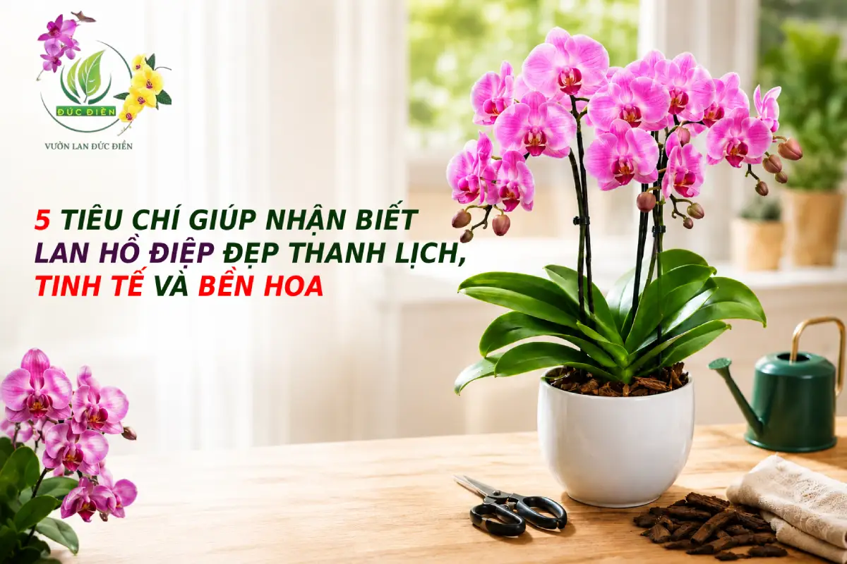 LAN HỒ ĐIỆP ĐẸP THANH LỊCH: 5 TIÊU CHÍ NHẬN BIẾT HOA ĐẸP, TINH TẾ