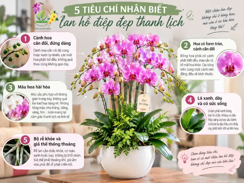 5 tiêu chí nhận biết lan hồ điệp đẹp thanh lịch