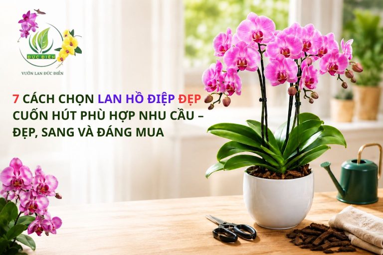 7 CÁCH CHỌN LAN HỒ ĐIỆP ĐẸP CUỐN HÚT PHÙ HỢP NHU CẦU – ĐẸP, SANG VÀ ĐÁNG MUA