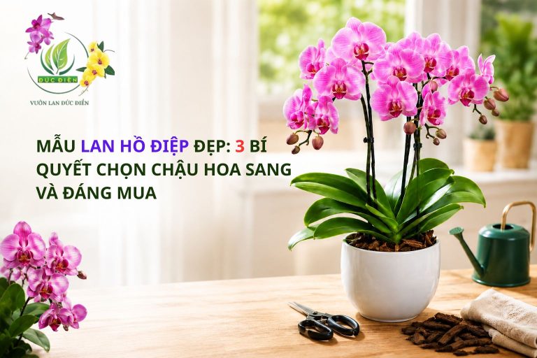 MẪU LAN HỒ ĐIỆP ĐẸP: 3 BÍ QUYẾT CHỌN CHẬU HOA SANG VÀ ĐÁNG MUA
