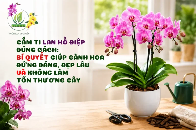 CẮM TI LAN HỒ ĐIỆP ĐÚNG CÁCH: BÍ QUYẾT GIÚP CÀNH HOA ĐỨNG DÁNG, ĐẸP LÂU VÀ KHÔNG LÀM TỔN THƯƠNG CÂY