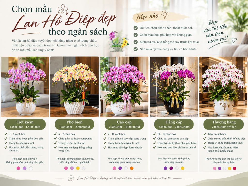 Chọn mẫu lan hồ điệp đẹp theo ngân sách