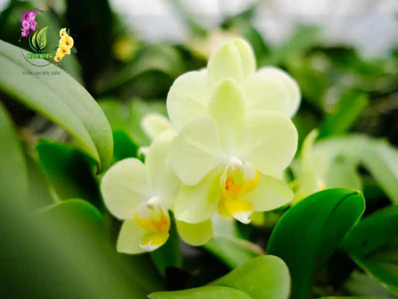 Đặc điểm tạo nên vẻ đẹp tự nhiên của lan hồ điệp