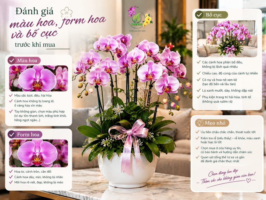 Đánh giá màu hoa, form hoa