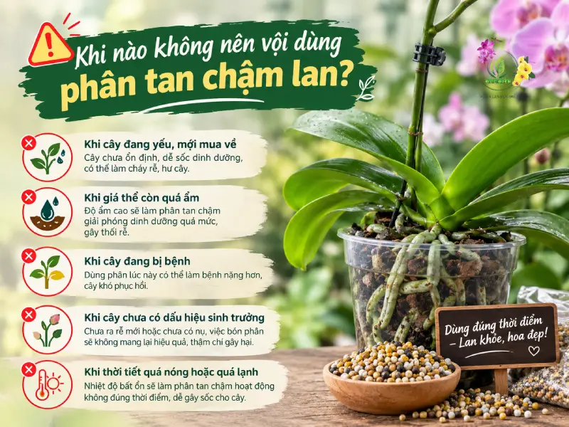 Khi nào không nên vội dùng phân tan chậm lan?