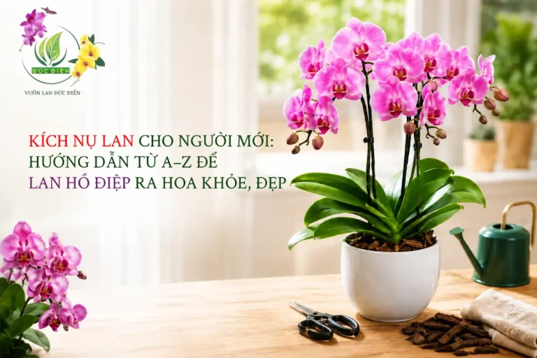 KÍCH NỤ LAN CHO NGƯỜI MỚI: HƯỚNG DẪN TỪ A–Z ĐỂ LAN HỒ ĐIỆP RA HOA KHỎE, ĐẸP