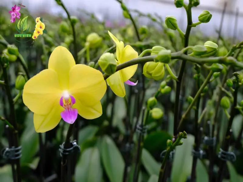 Lan hồ điệp đẹp tự nhiên không nhất thiết phải thật nhiều hoa