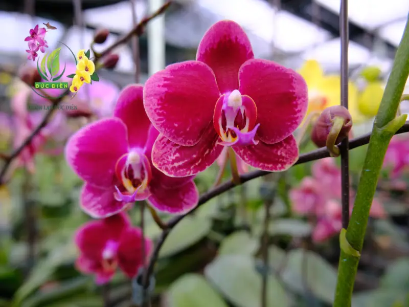 Lan hồ điệp đẹp tự nhiên là gì?