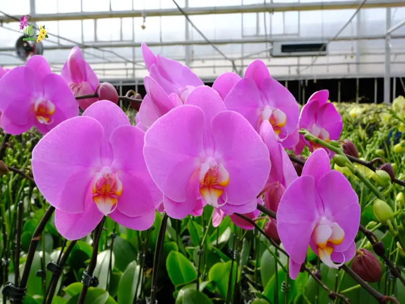 Lan hồ điệp hồng