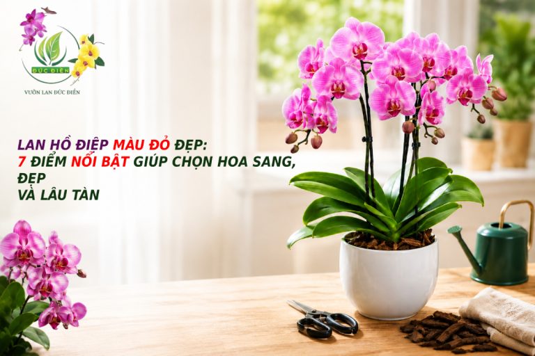 LAN HỒ ĐIỆP MÀU ĐỎ ĐẸP: 7 ĐIỂM NỔI BẬT GIÚP CHỌN HOA SANG, ĐẸP VÀ LÂU TÀN