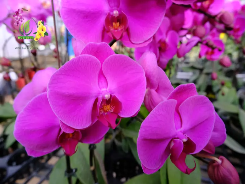 Lan hồ điệp tím