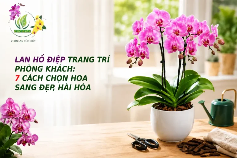 LAN HỒ ĐIỆP TRANG TRÍ PHÒNG KHÁCH: 7 CÁCH CHỌN HOA SANG ĐẸP, HÀI HÒA