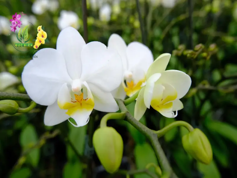 Lan hồ điệp trắng