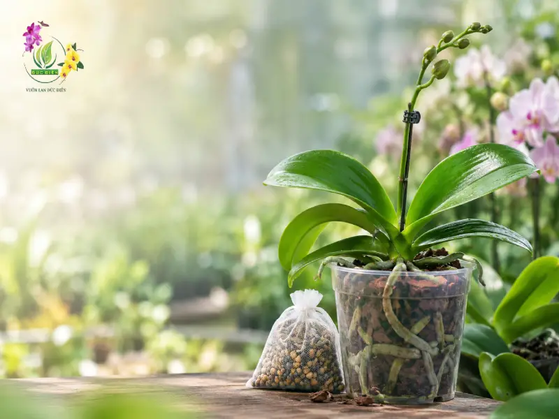 Phân tan chậm lan có giúp lan hồ điệp ra hoa không?