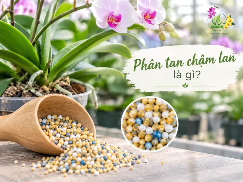 Phân tan chậm lan là gì?