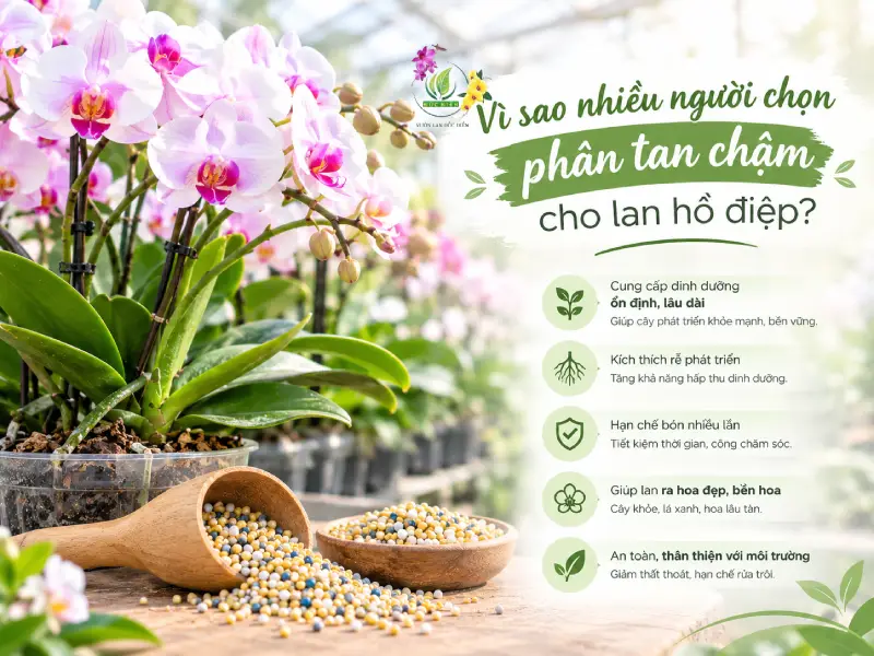Vì sao nhiều người chọn phân tan chậm cho lan hồ điệp?